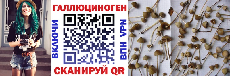 блэк спрут   Когалым  Псилоцибиновые грибы Magic Shrooms 